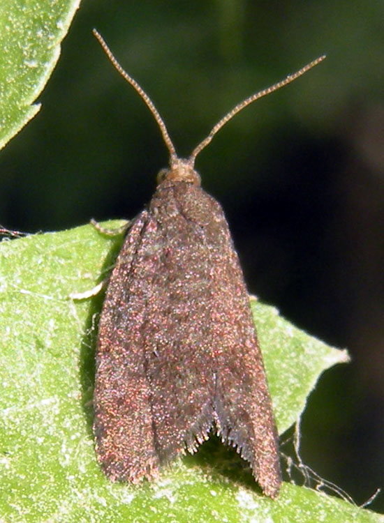 Tortricidae: tentativi di identificazione